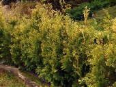 Thuja occidentalis 'White Top' 